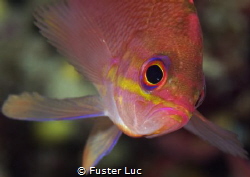 The Anthias, amazing little fish, flutting as a fairy…in ... by Fuster Luc 